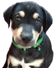 Branson MO Puppy Training and Socials