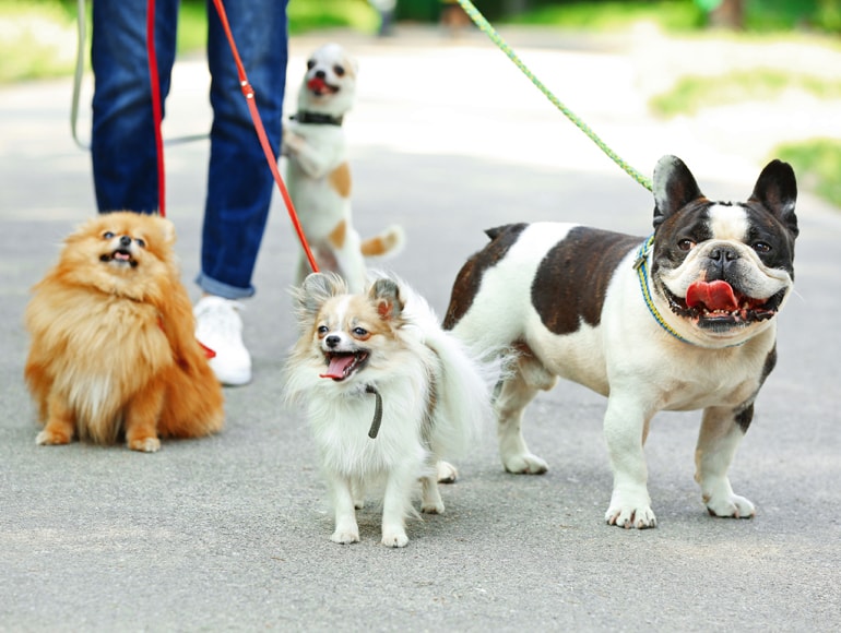 Branson MO Puppy Training and Socials Branson MO Puppy Training and Socials