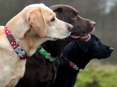 Branson MO Puppy Training and Socials Branson MO Puppy Training and Socials